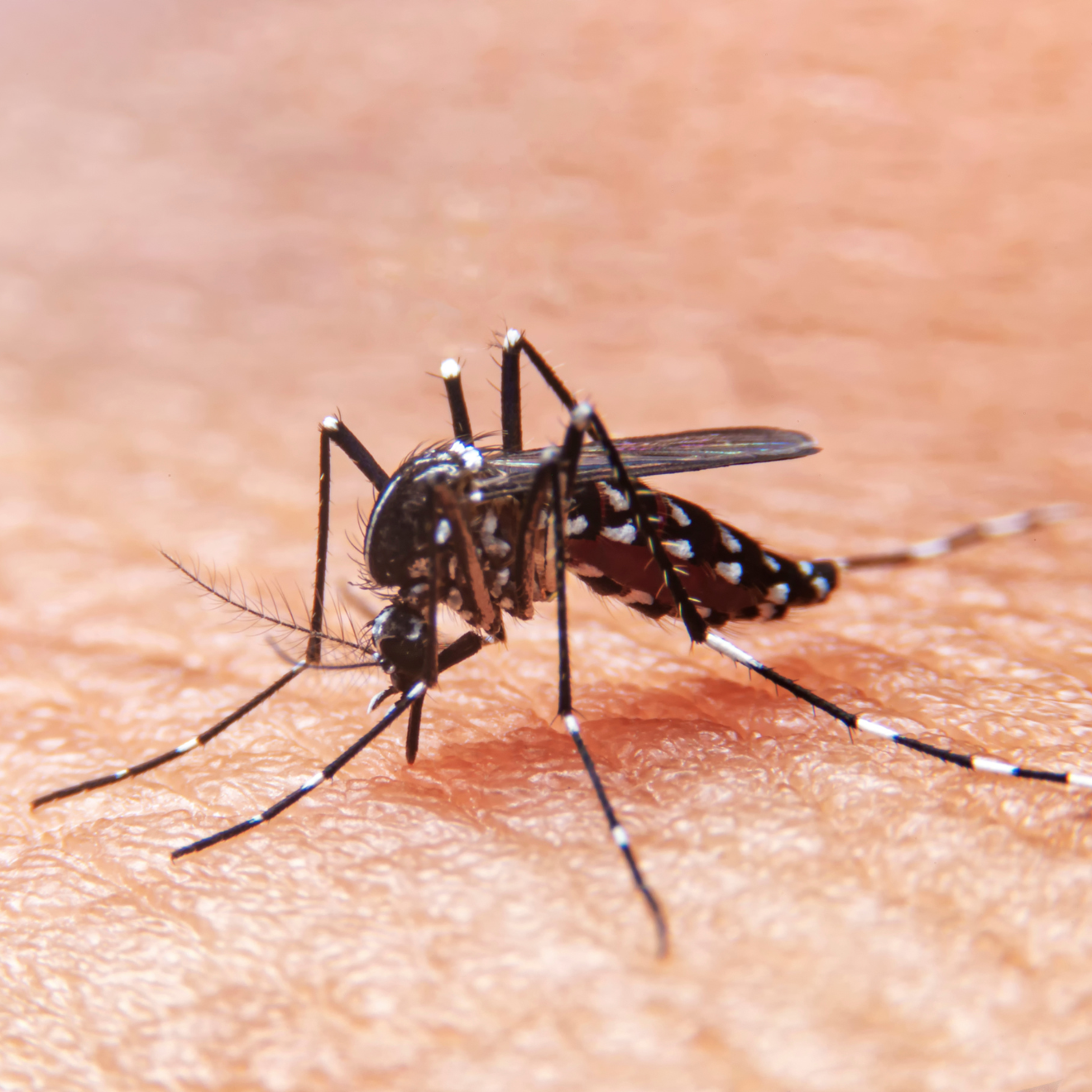 Qual médico procurar em caso de suspeita de dengue?
